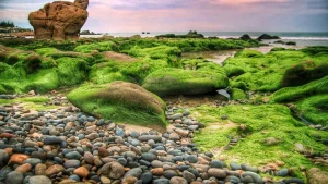 Thuê Xe Du Lịch Tại Tuy Phong - Anh Ba Travel